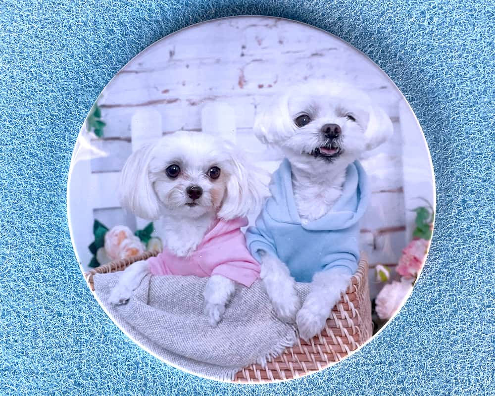 愛犬グッズ 缶バッジ