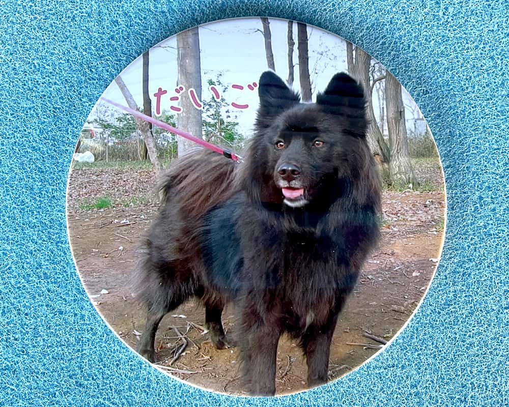 愛犬グッズ 缶バッジ