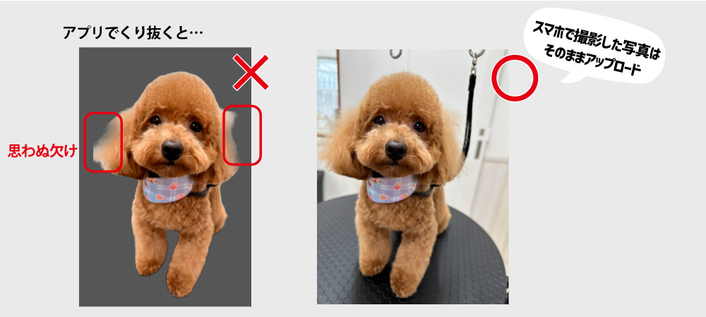 フリーカット 動物説明